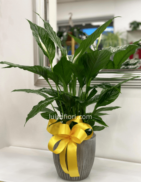 Pianta di Spathifillum  fiorita con vaso in ceramica