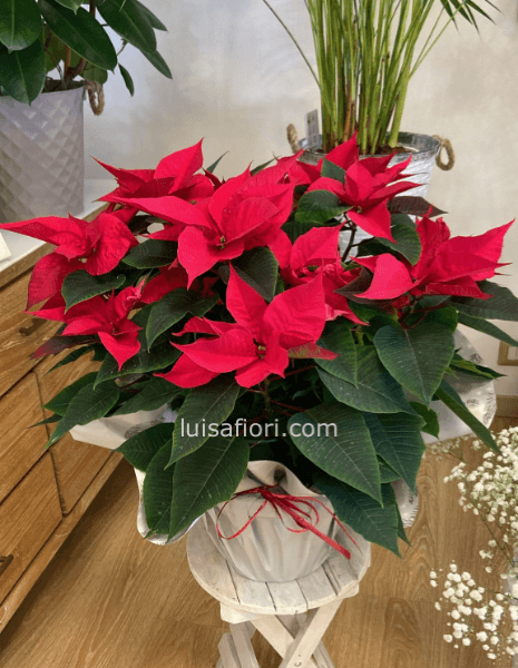 Stella di Natale in vaso (grande)